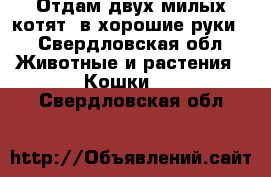 Отдам двух милых котят, в хорошие руки  - Свердловская обл. Животные и растения » Кошки   . Свердловская обл.